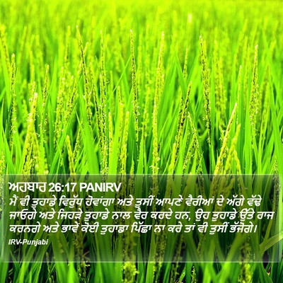 ਅਹਬਾਰ 26:17 PANIRV Bible Verse Image