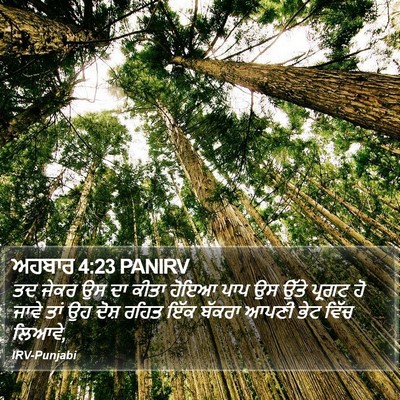ਅਹਬਾਰ 4:23 PANIRV Bible Verse Image