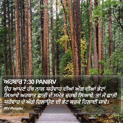 ਅਹਬਾਰ 7:30 PANIRV Bible Verse Image
