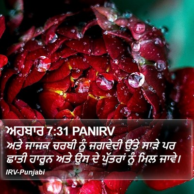 ਅਹਬਾਰ 7:31 PANIRV Bible Verse Image