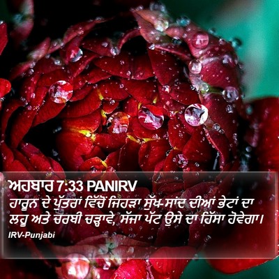 ਅਹਬਾਰ 7:33 PANIRV Bible Verse Image