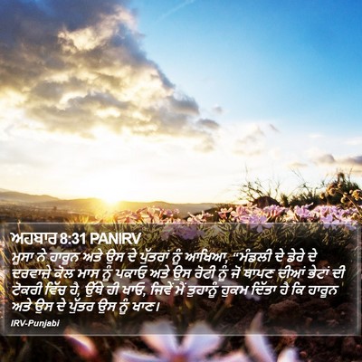 ਅਹਬਾਰ 8:31 PANIRV Bible Verse Image