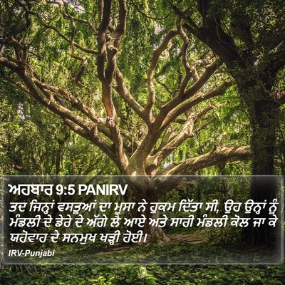 ਅਹਬਾਰ 9:5 PANIRV Bible Verse Image