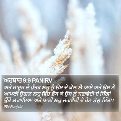 ਅਹਬਾਰ 9:9 PANIRV Bible Verse Image