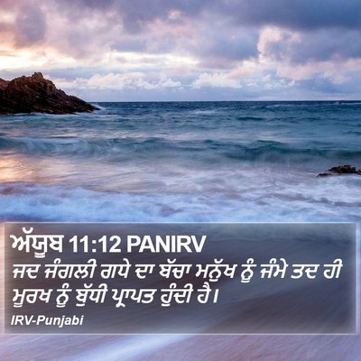 ਅੱਯੂਬ 11:12 PANIRV Bible Verse Image
