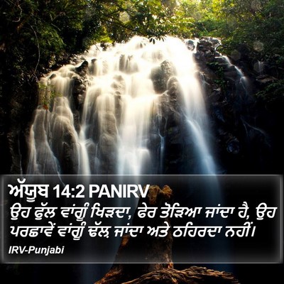 ਅੱਯੂਬ 14:2 PANIRV Bible Verse Image