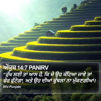 ਅੱਯੂਬ 14:7 PANIRV Bible Verse Image