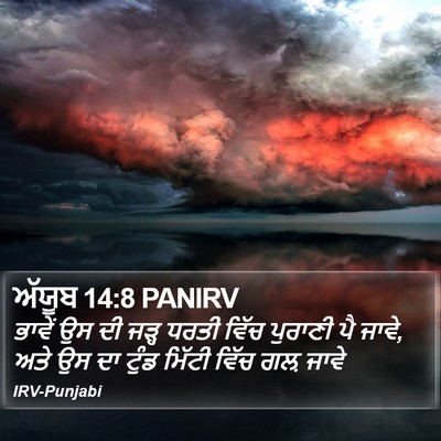ਅੱਯੂਬ 14:8 PANIRV Bible Verse Image