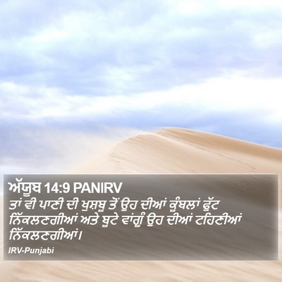 ਅੱਯੂਬ 14:9 PANIRV Bible Verse Image