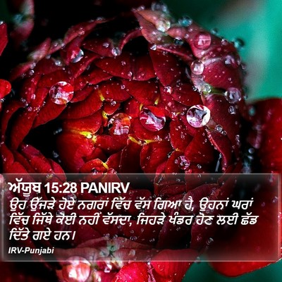 ਅੱਯੂਬ 15:28 PANIRV Bible Verse Image