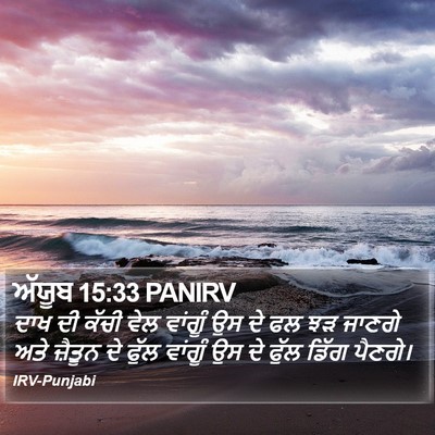 ਅੱਯੂਬ 15:33 PANIRV Bible Verse Image