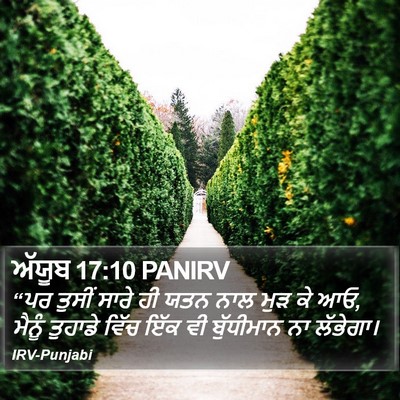 ਅੱਯੂਬ 17:10 PANIRV Bible Verse Image