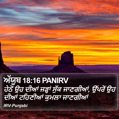 ਅੱਯੂਬ 18:16 PANIRV Bible Verse Image
