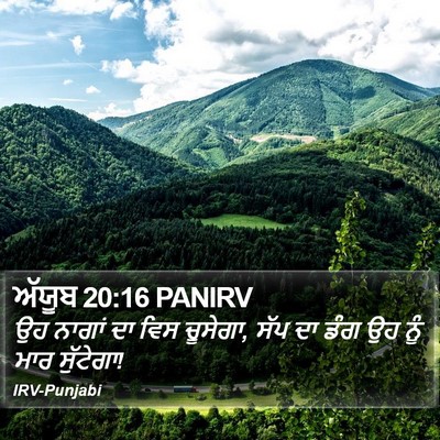 ਅੱਯੂਬ 20:16 PANIRV Bible Verse Image