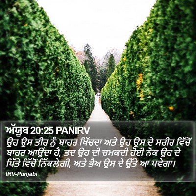 ਅੱਯੂਬ 20:25 PANIRV Bible Verse Image