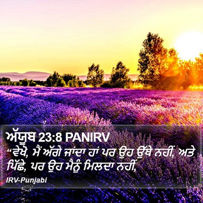 ਅੱਯੂਬ 23:8 PANIRV Bible Verse Image