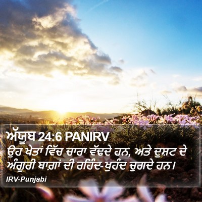 ਅੱਯੂਬ 24:6 PANIRV Bible Verse Image