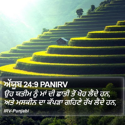 ਅੱਯੂਬ 24:9 PANIRV Bible Verse Image