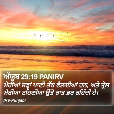 ਅੱਯੂਬ 29:19 PANIRV Bible Verse Image
