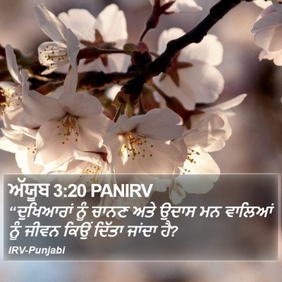 ਅੱਯੂਬ 3:20 PANIRV Bible Verse Image