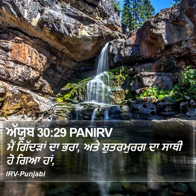 ਅੱਯੂਬ 30:29 PANIRV Bible Verse Image
