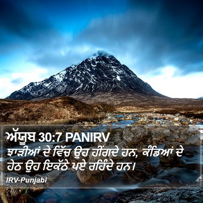 ਅੱਯੂਬ 30:7 PANIRV Bible Verse Image