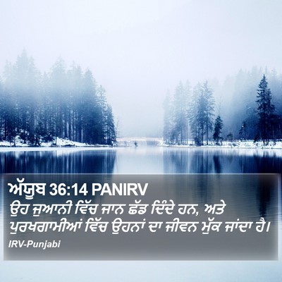 ਅੱਯੂਬ 36:14 PANIRV Bible Verse Image