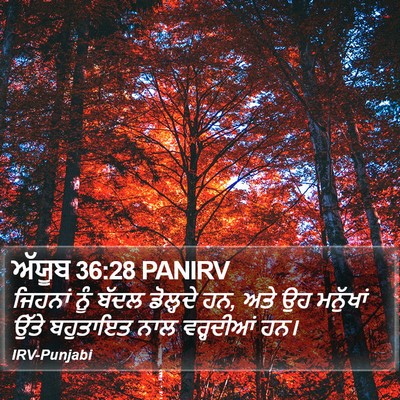 ਅੱਯੂਬ 36:28 PANIRV Bible Verse Image