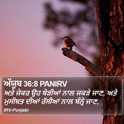 ਅੱਯੂਬ 36:8 PANIRV Bible Verse Image