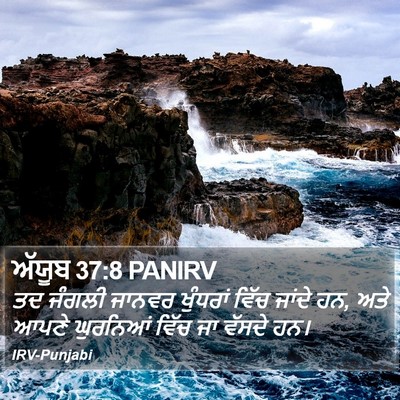 ਅੱਯੂਬ 37:8 PANIRV Bible Verse Image