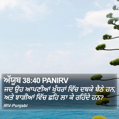 ਅੱਯੂਬ 38:40 PANIRV Bible Verse Image