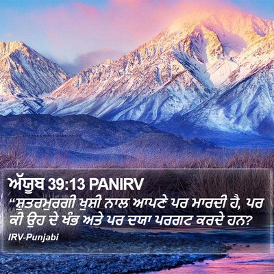 ਅੱਯੂਬ 39:13 PANIRV Bible Verse Image