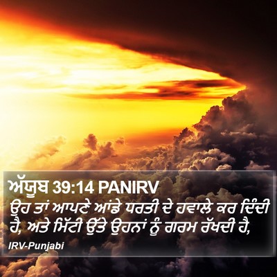ਅੱਯੂਬ 39:14 PANIRV Bible Verse Image