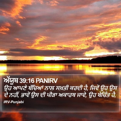 ਅੱਯੂਬ 39:16 PANIRV Bible Verse Image