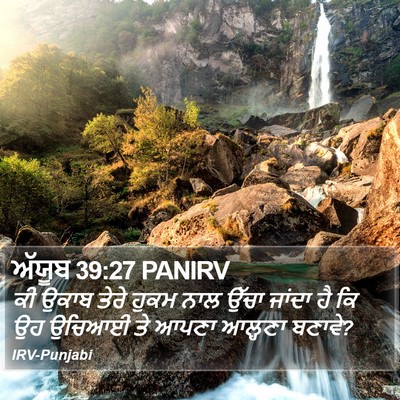 ਅੱਯੂਬ 39:27 PANIRV Bible Verse Image