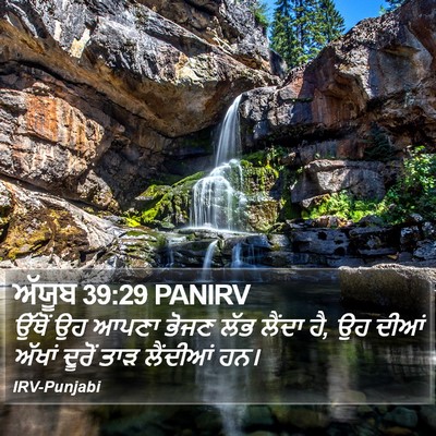 ਅੱਯੂਬ 39:29 PANIRV Bible Verse Image