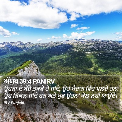 ਅੱਯੂਬ 39:4 PANIRV Bible Verse Image