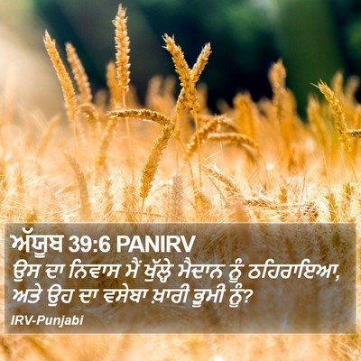 ਅੱਯੂਬ 39:6 PANIRV Bible Verse Image