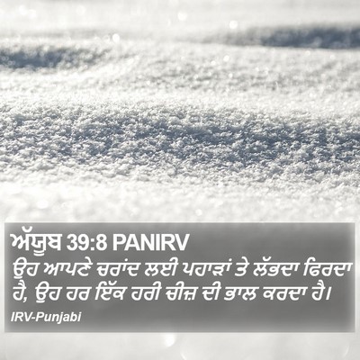 ਅੱਯੂਬ 39:8 PANIRV Bible Verse Image