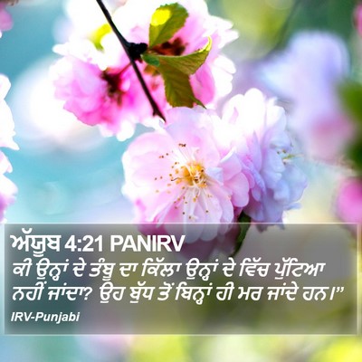ਅੱਯੂਬ 4:21 PANIRV Bible Verse Image