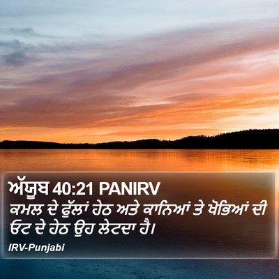 ਅੱਯੂਬ 40:21 PANIRV Bible Verse Image