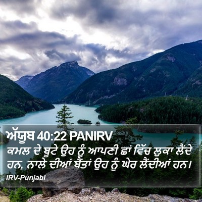ਅੱਯੂਬ 40:22 PANIRV Bible Verse Image