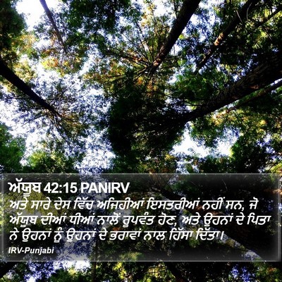 ਅੱਯੂਬ 42:15 PANIRV Bible Verse Image