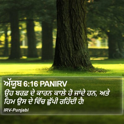 ਅੱਯੂਬ 6:16 PANIRV Bible Verse Image