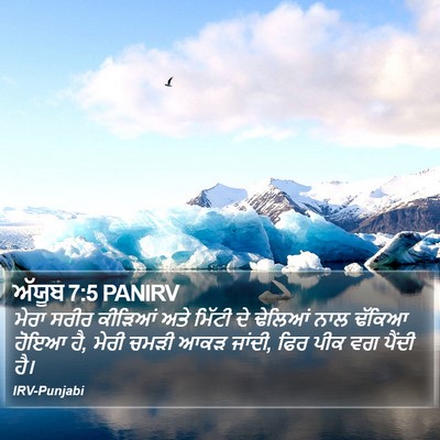 ਅੱਯੂਬ 7:5 PANIRV Bible Verse Image