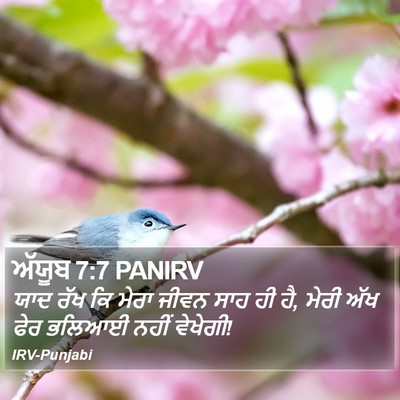 ਅੱਯੂਬ 7:7 PANIRV Bible Verse Image