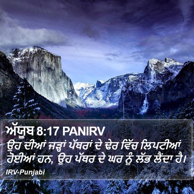 ਅੱਯੂਬ 8:17 PANIRV Bible Verse Image