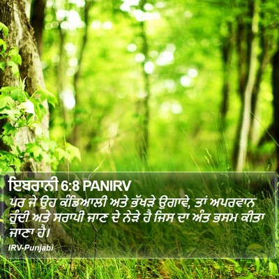 ਇਬਰਾਨੀ 6:8 PANIRV Bible Verse Image