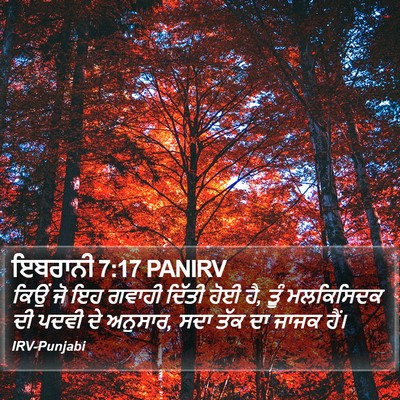 ਇਬਰਾਨੀ 7:17 PANIRV Bible Verse Image