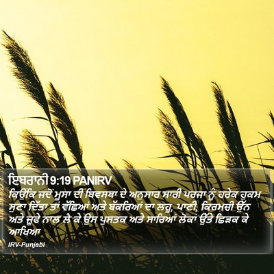 ਇਬਰਾਨੀ 9:19 PANIRV Bible Verse Image